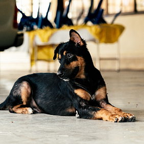 Black and brown dog sitting on the floor